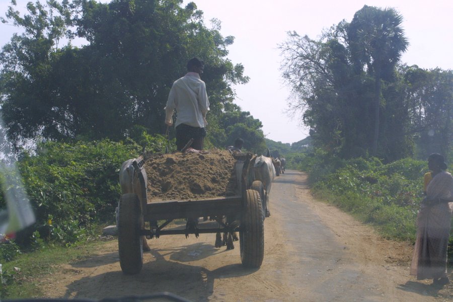 1756000_OxCart.jpg - Ox cart hauling dirt along the road to the Ideal River View Resort. Thanjavur.