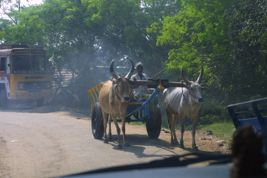 1757000_OxCart.jpg - Ox cart on road to the Ideal River View Resort. Thanjavur.