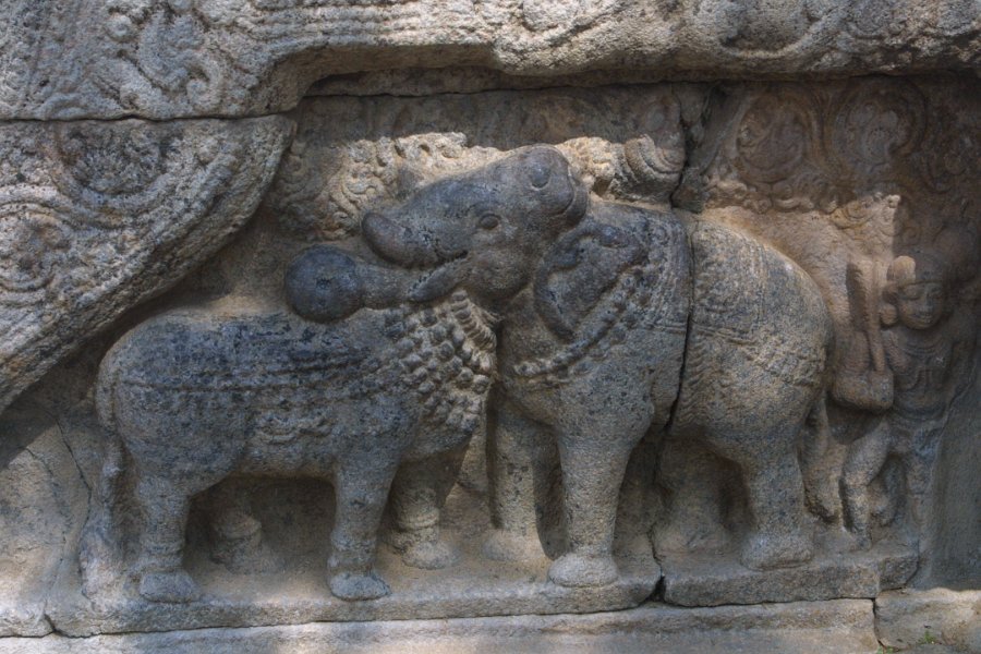 1786000_AiravateswararTemple.jpg - Carving of a cow and an elephant sharing a head at the Airavateswarar Temple. Darasuram.