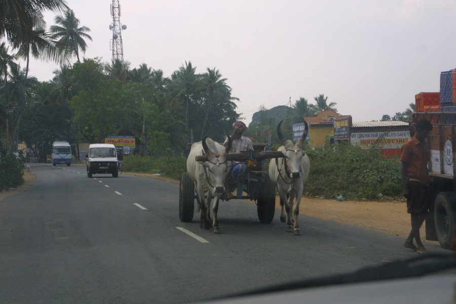 1805000_OxCart.jpg - Ox cart on the road.