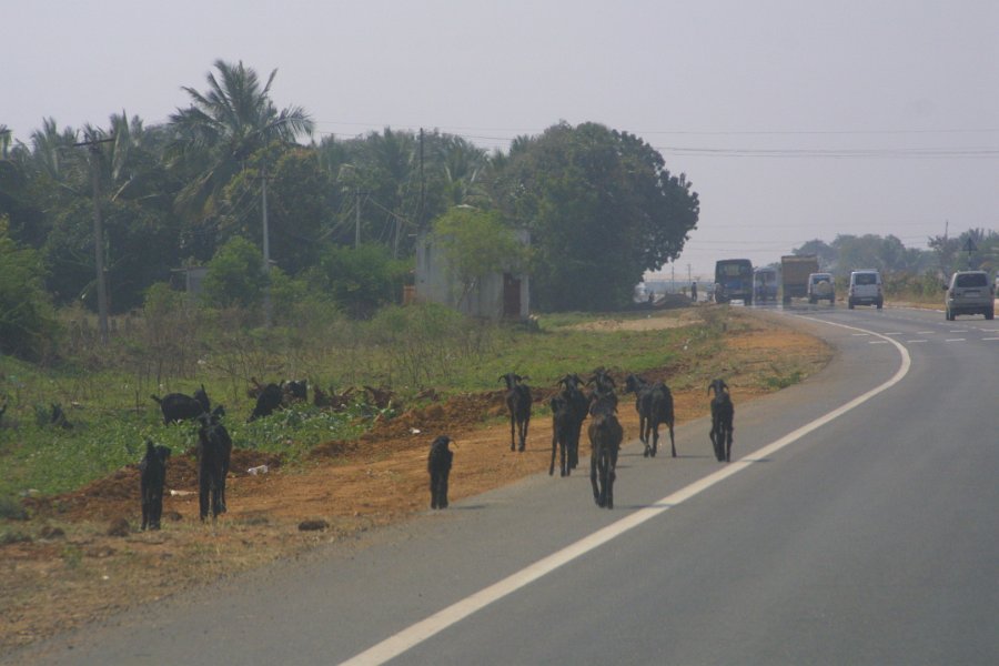 1810000_HerdOfGoats.jpg - Goats beside the road to Thiruchi.