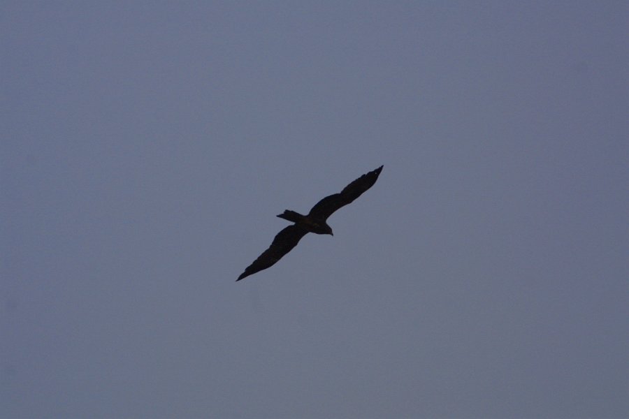 1821000_KiteAtRockFortTemple.jpg - Kite flying over the Rock Fort. Thiruchi.