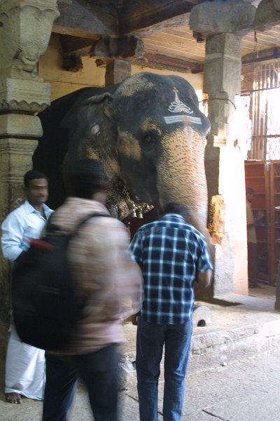 1835000_RockFortTemple.jpg - Elephant at the Rock Fort. Thiruchi.