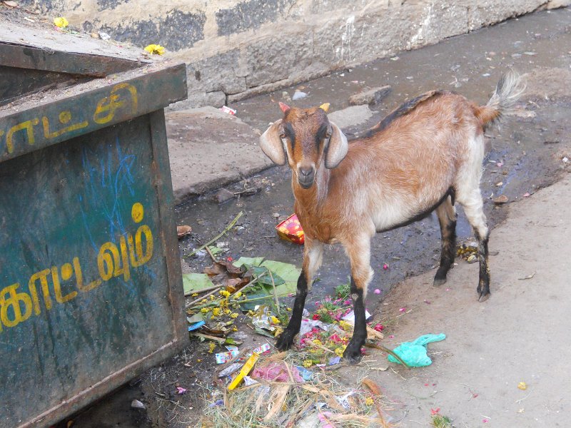 1838956_DecoratedGoatThiruchi.jpg - Decorated goat. Thiruchi.
