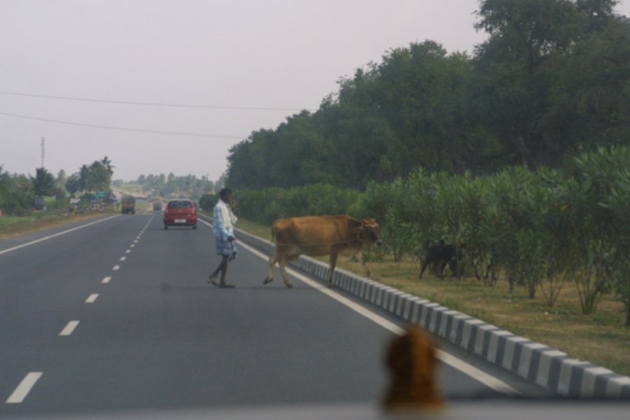 1872000_HerdingCattleAcrossTheHighway.jpg - Herding cattle across the highway.