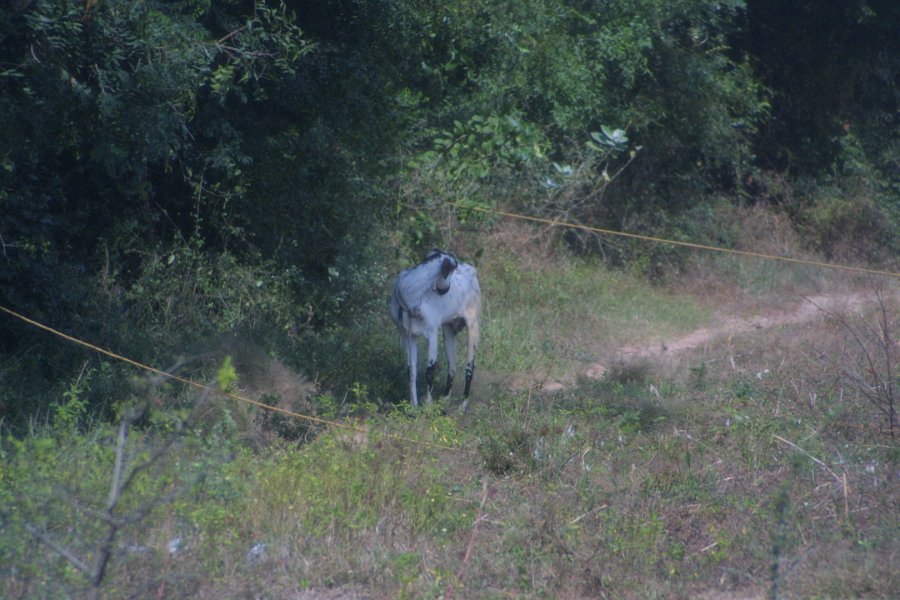 1876000_GoatByTheRoadside.jpg - Goat by the roadside.