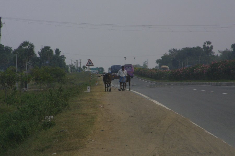 1877000_HerdingCattleBesideTheRoad.jpg - Herding cattle beside the road.