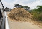 1681888_CropOnTheRoadTamilNadu