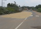 1681892_DryingRiceOnTheRoadTamilNadu