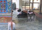 1712000_NandiAtTanjorePalace