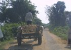 1756000_OxCart