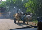 1757000_OxCart