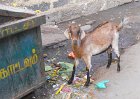 1838956_DecoratedGoatThiruchi