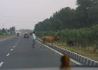 1872000_HerdingCattleAcrossTheHighway