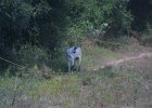 1876000_GoatByTheRoadside