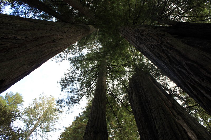 IMG_0802.JPG - Giant Redwoods.