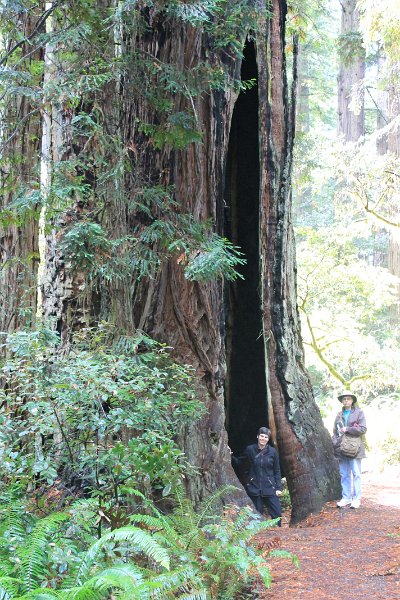 IMG_0809.JPG - Jen and Kathy beside a hollowed out redwood.